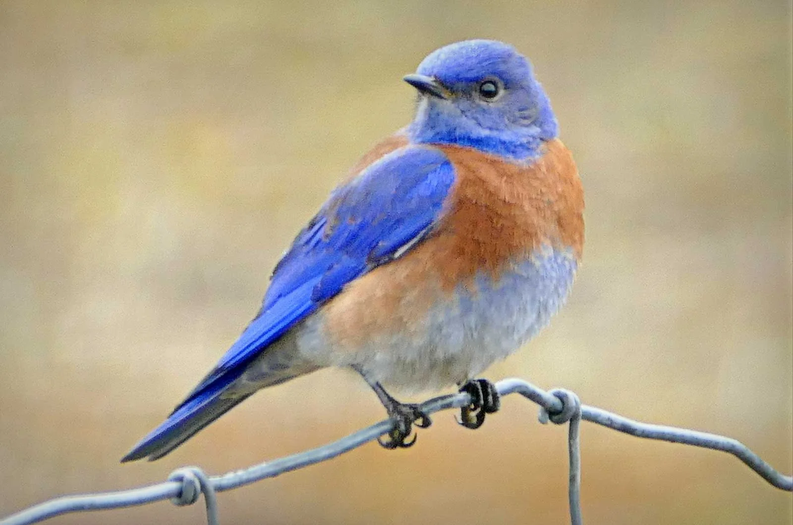 "Western Bluebird"