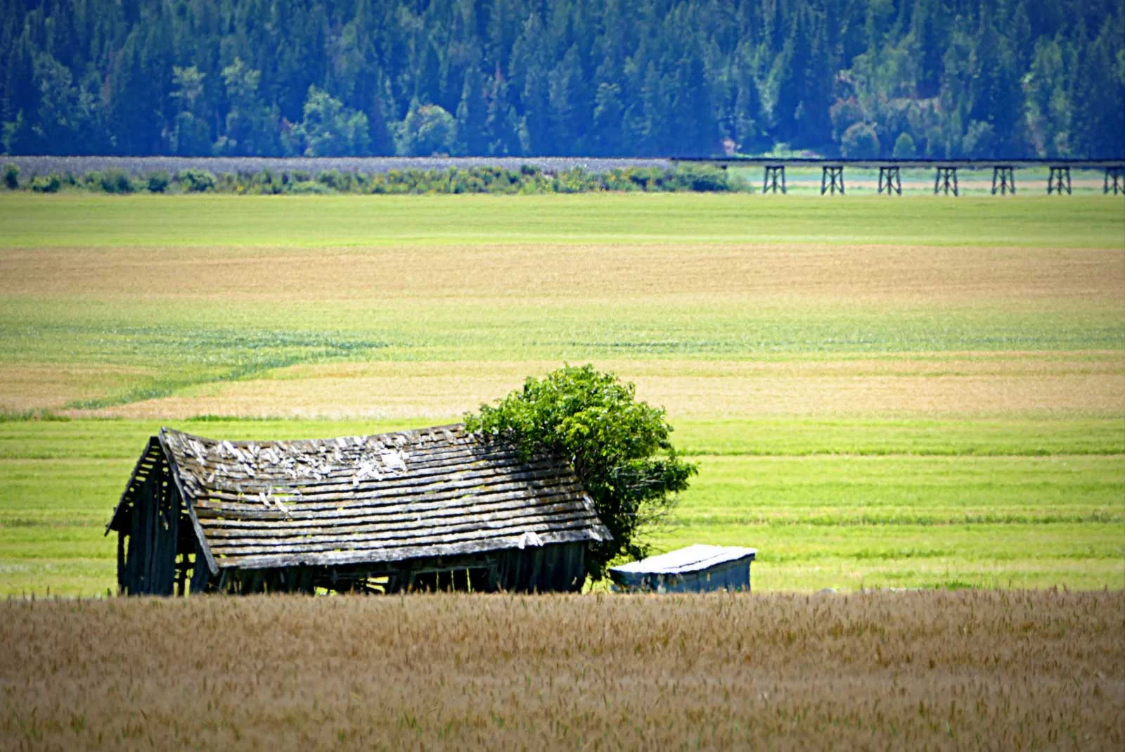 "Old Shed on Summer Fields"