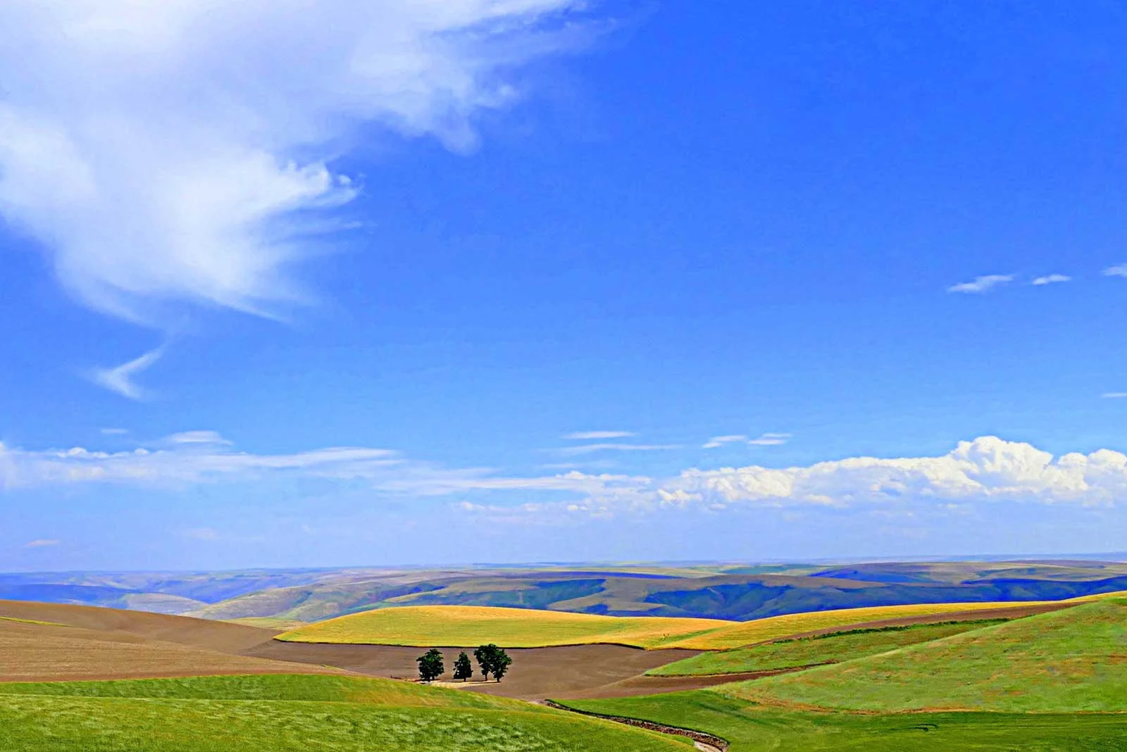 "Palouse Vista"