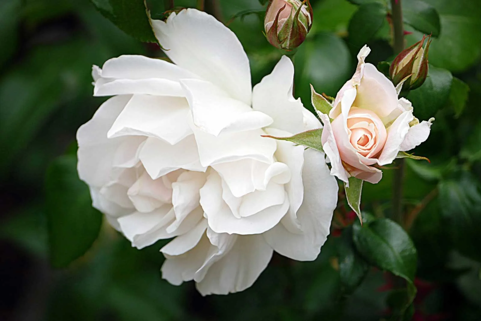 Rose-21