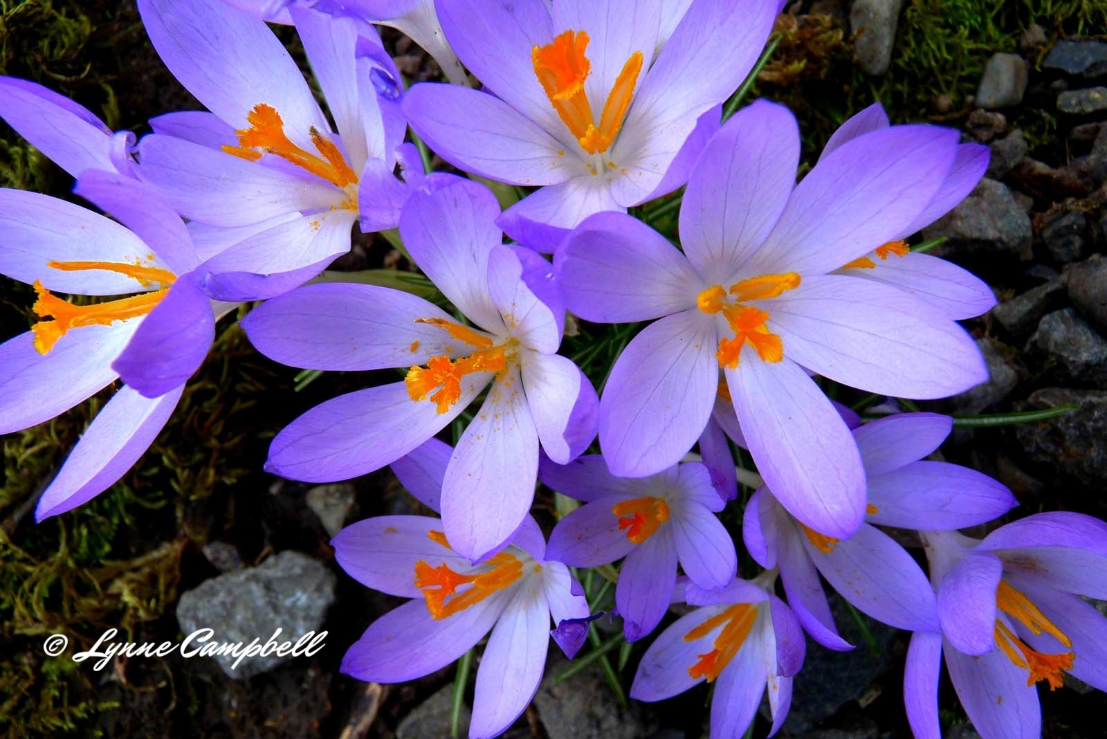 Flowers-Spring
