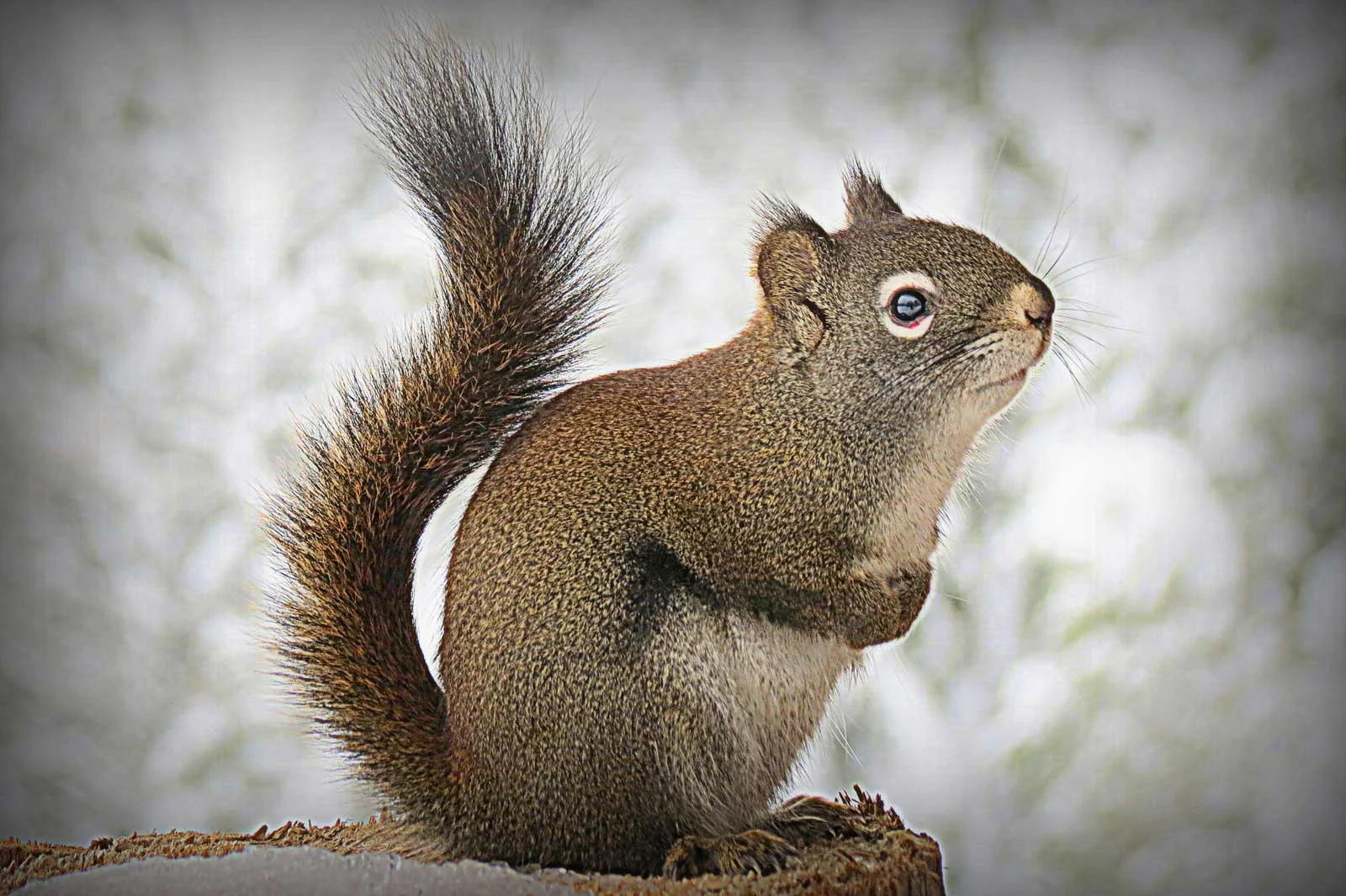 "Idaho Squirrel"