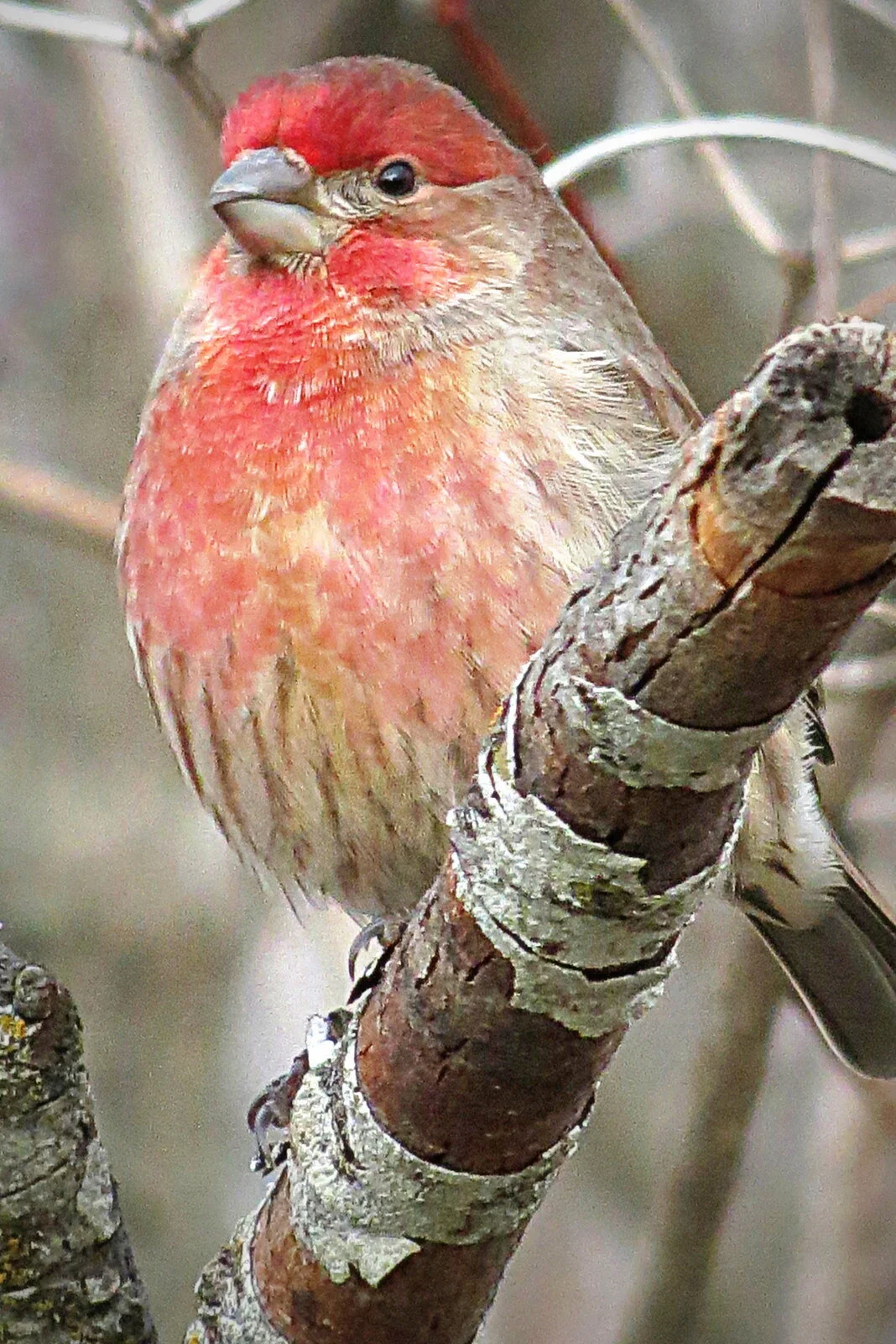 "Cassin's Finch"
