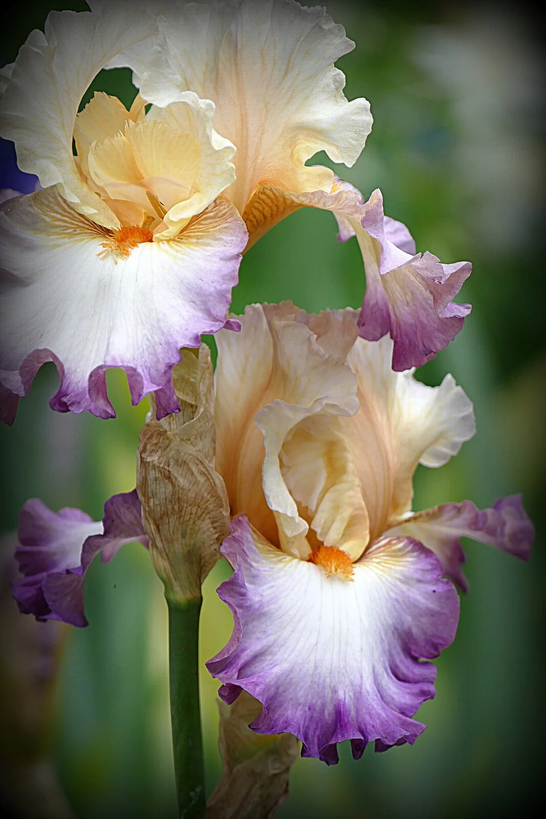 "Bearded Iris"