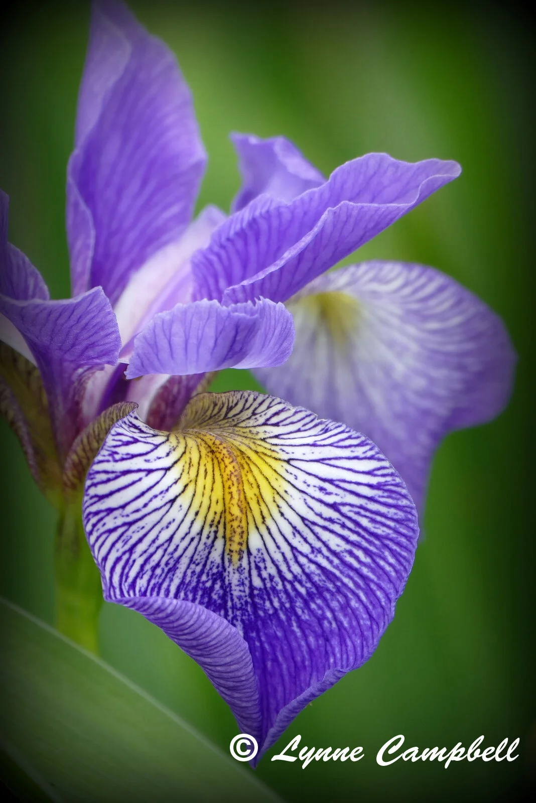 "Iris Beauty"