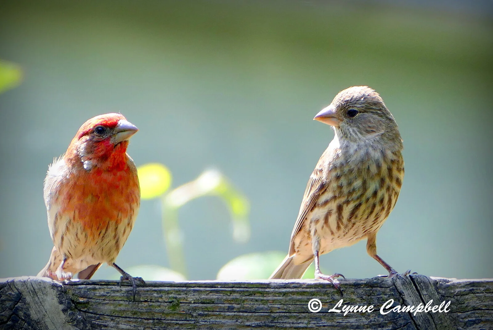 "House Finch Conversation"