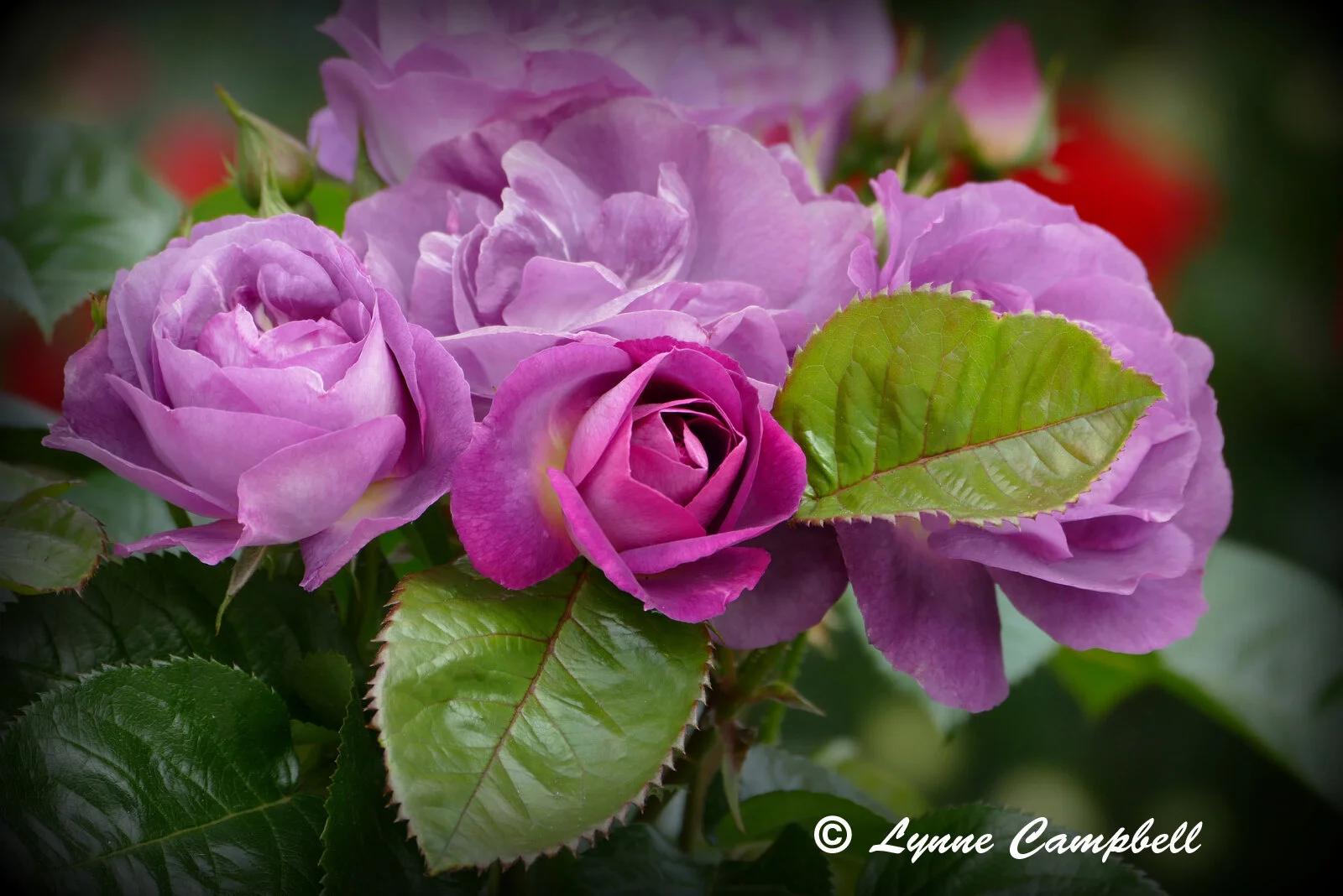 Rose-28