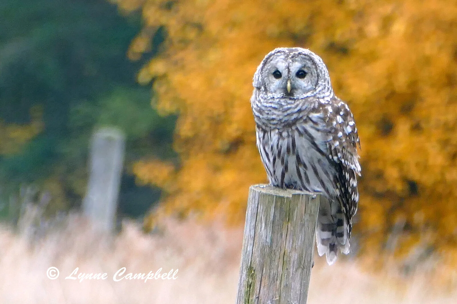 "Barred Owl"