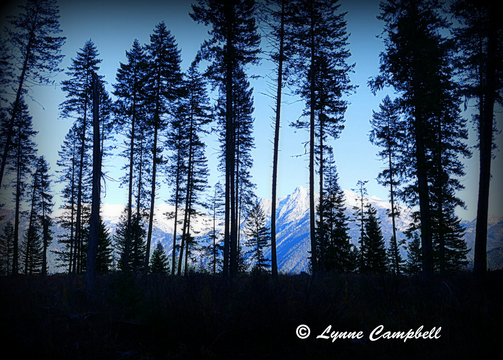 "Cabinet Mountains, Montana"