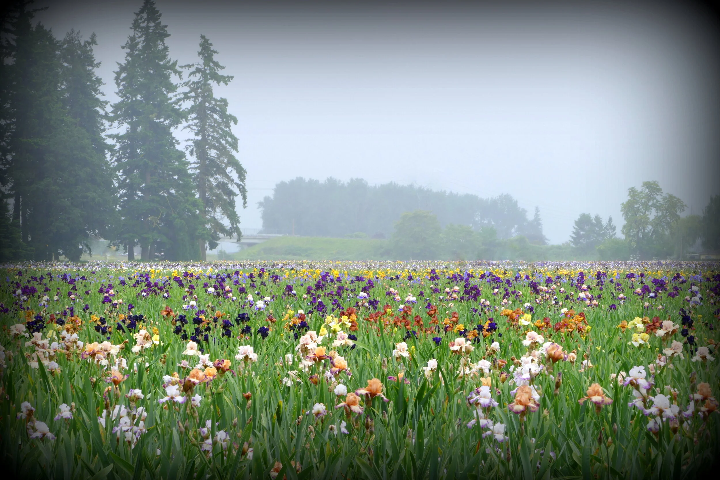 "Iris Field in Mist"