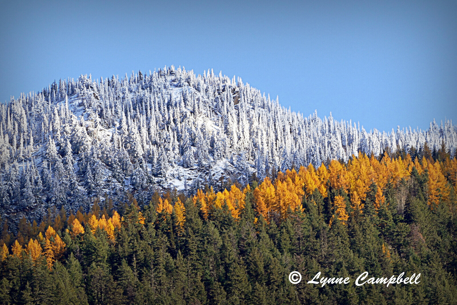 "Golden Larch"