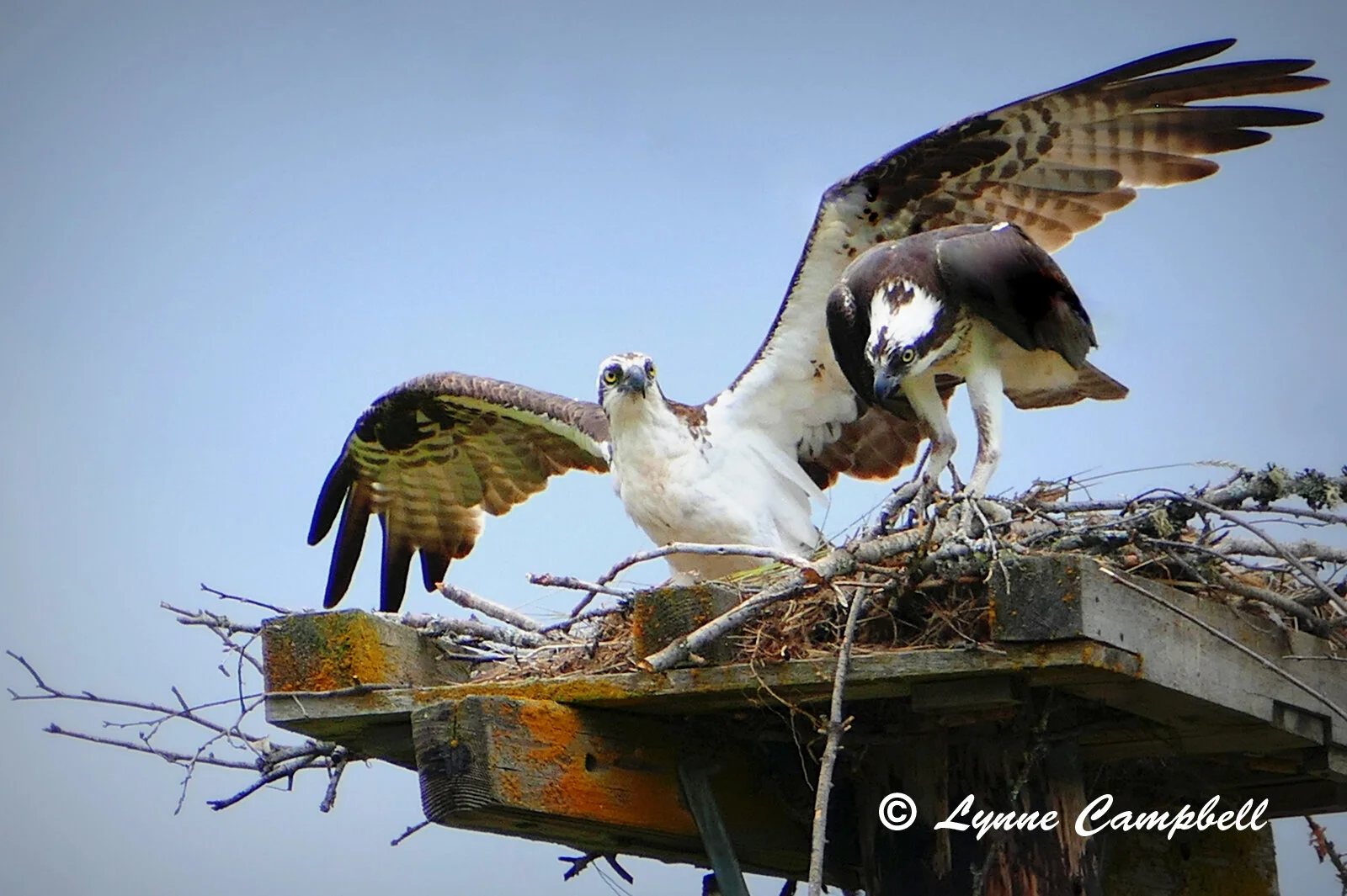 "Osprey Pair"