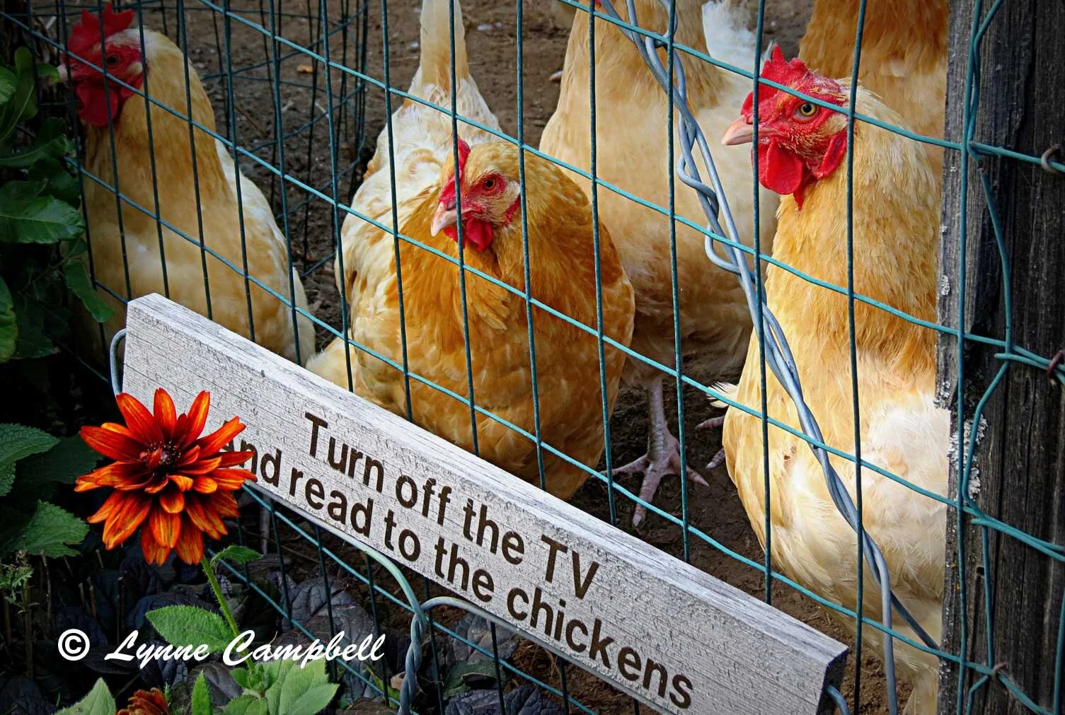 "Read to the Chickens"