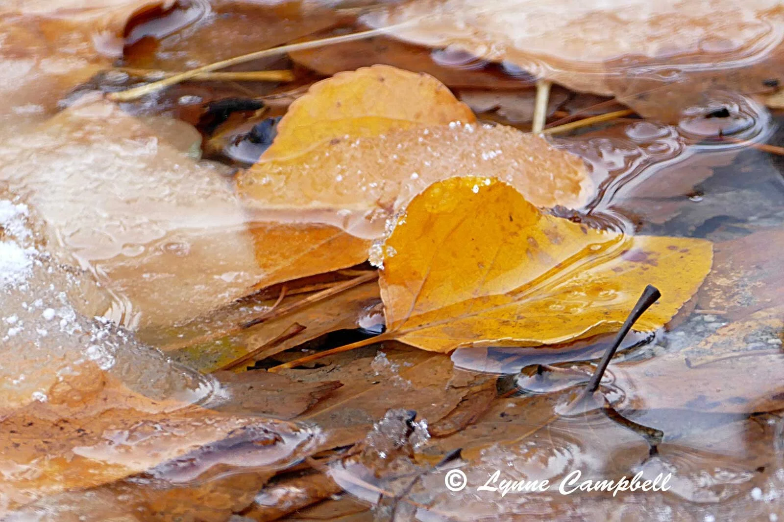 "Fall Leaves in Ice"