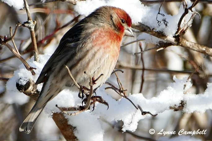"Cassin's Finch in Winter"