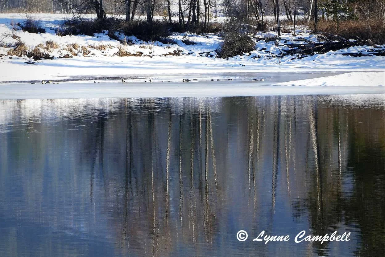 "Winter Reflections"