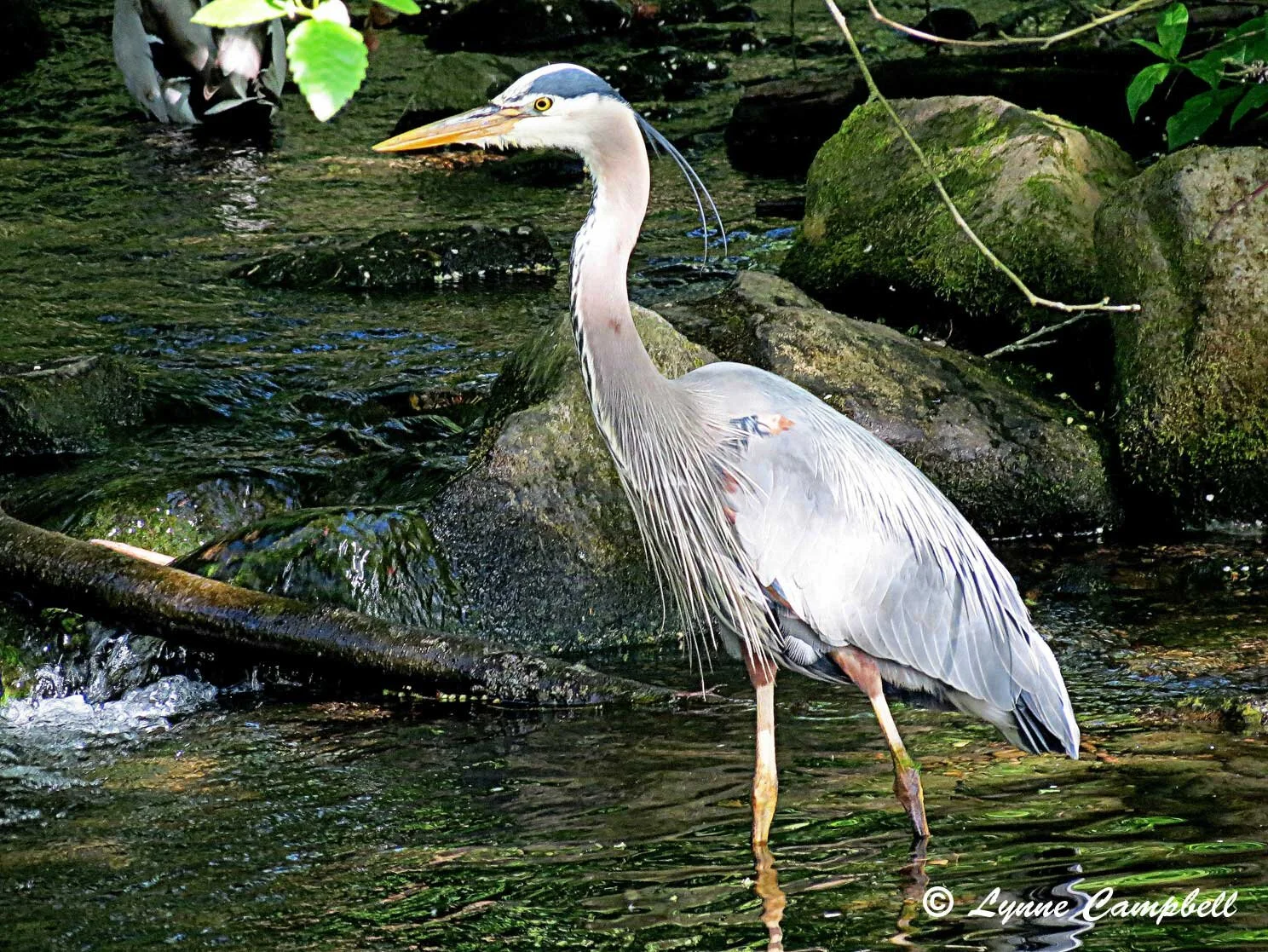 "Blue Heron"