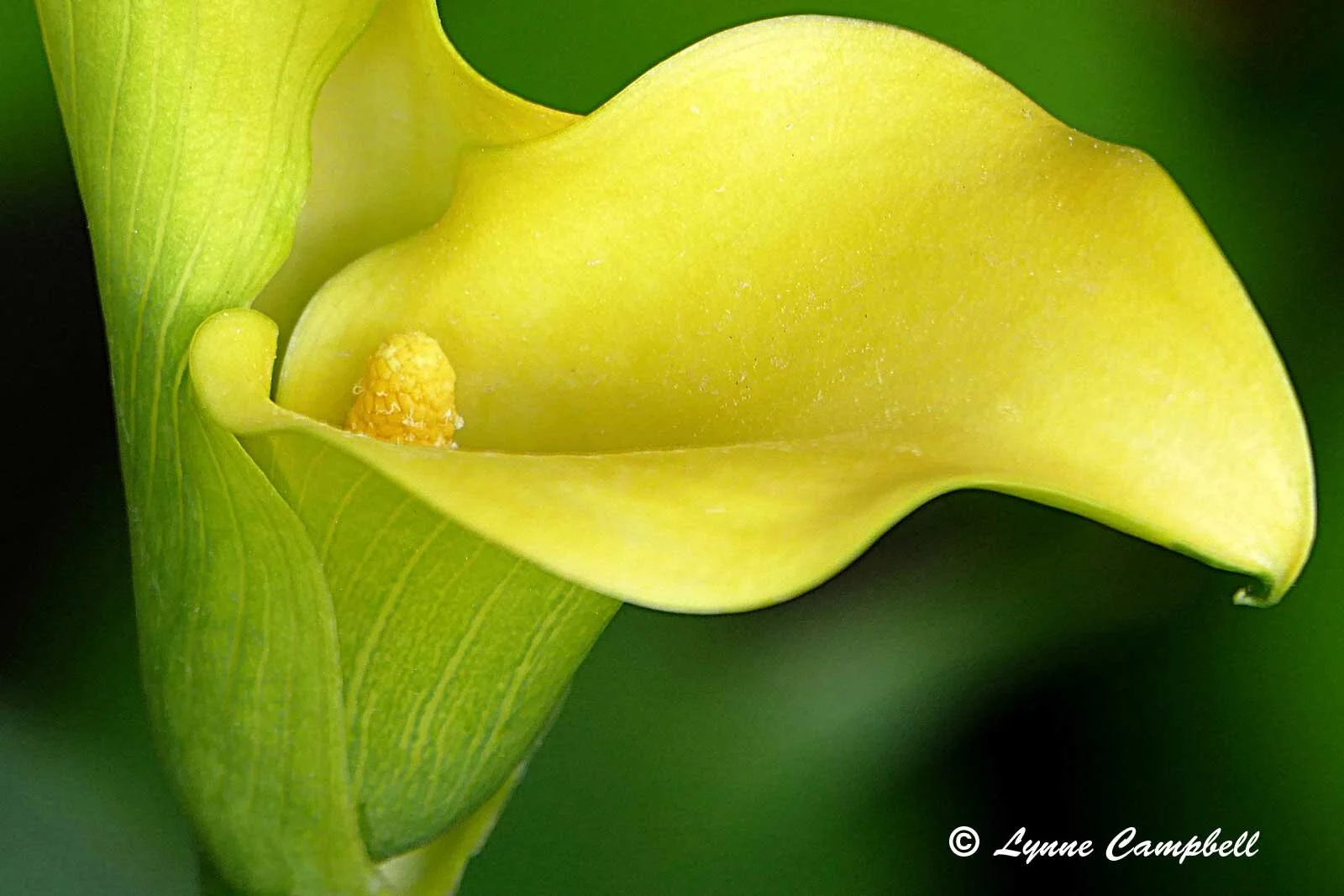 "Yellow Calla Lily"