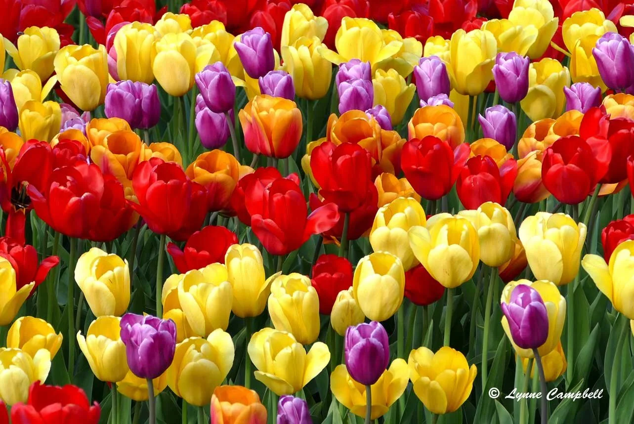 "Tulips, Tulips, Tulips!"
