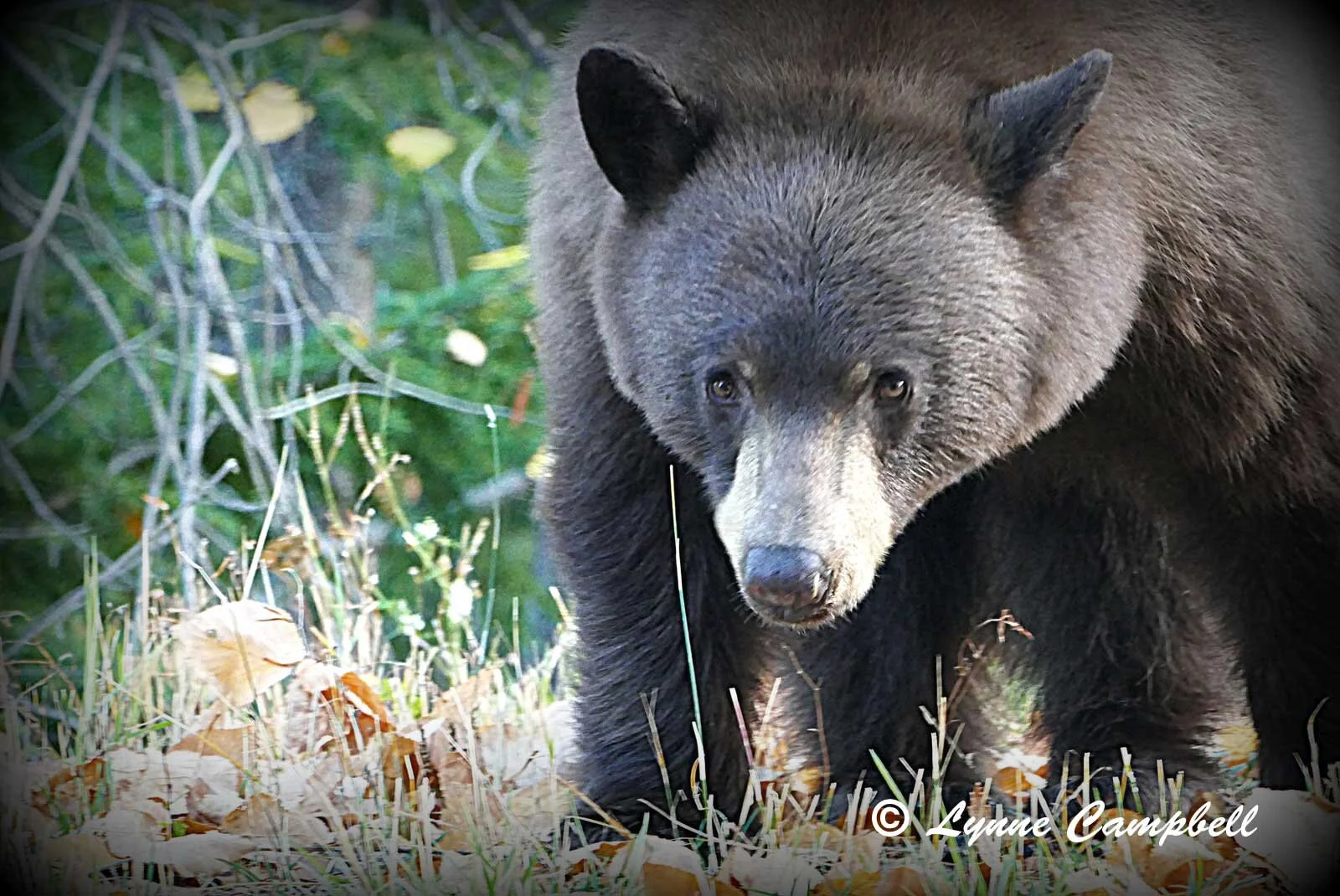 "Schweitzer Mountain Bear"