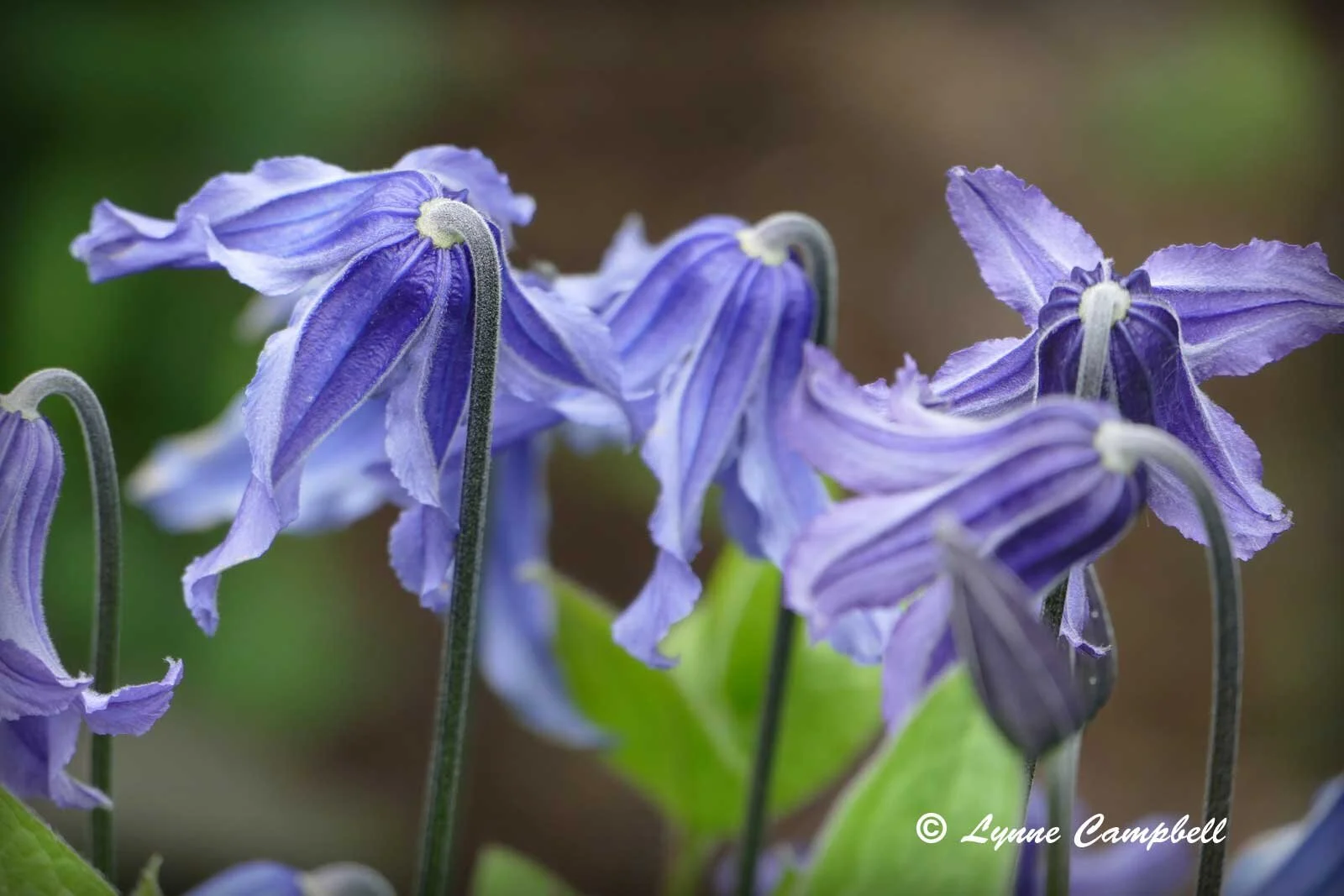 "Lake Bai Kal Bush Clematis"