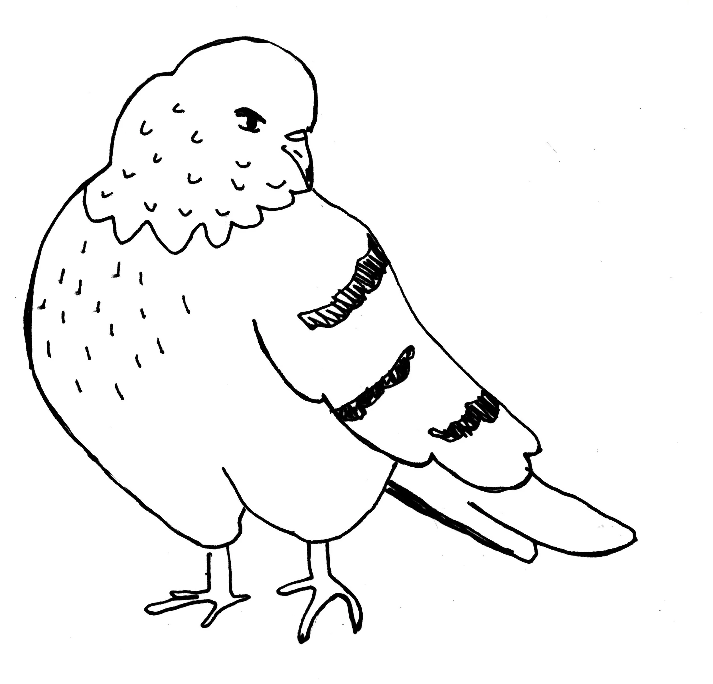 pigeon3.jpeg