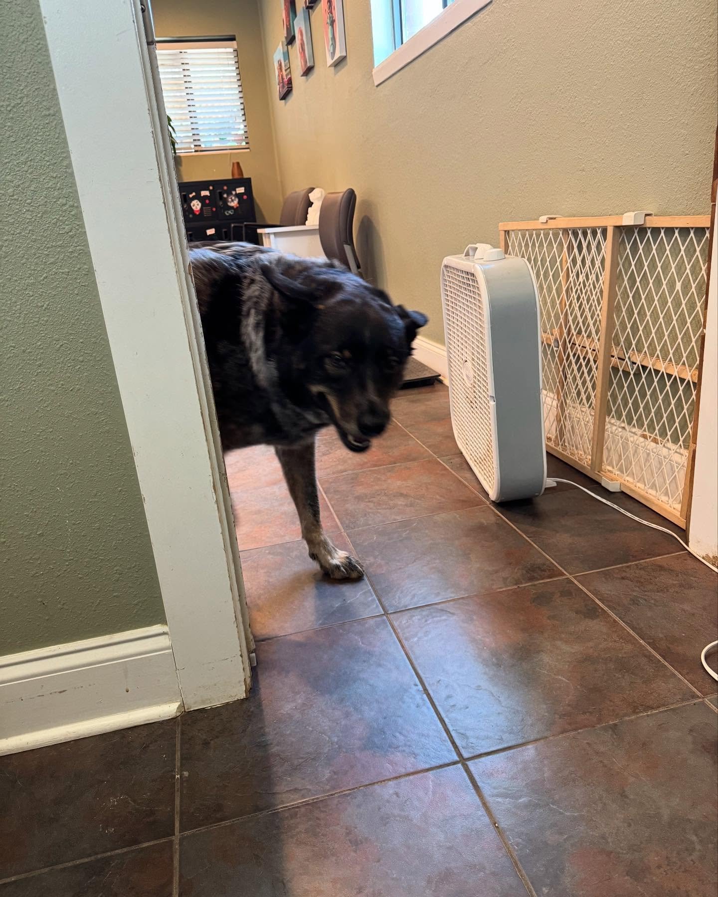 OFFICE HELPER!! #howlnwoofdogdaycare #dogsofatx #howlnwoofdogs