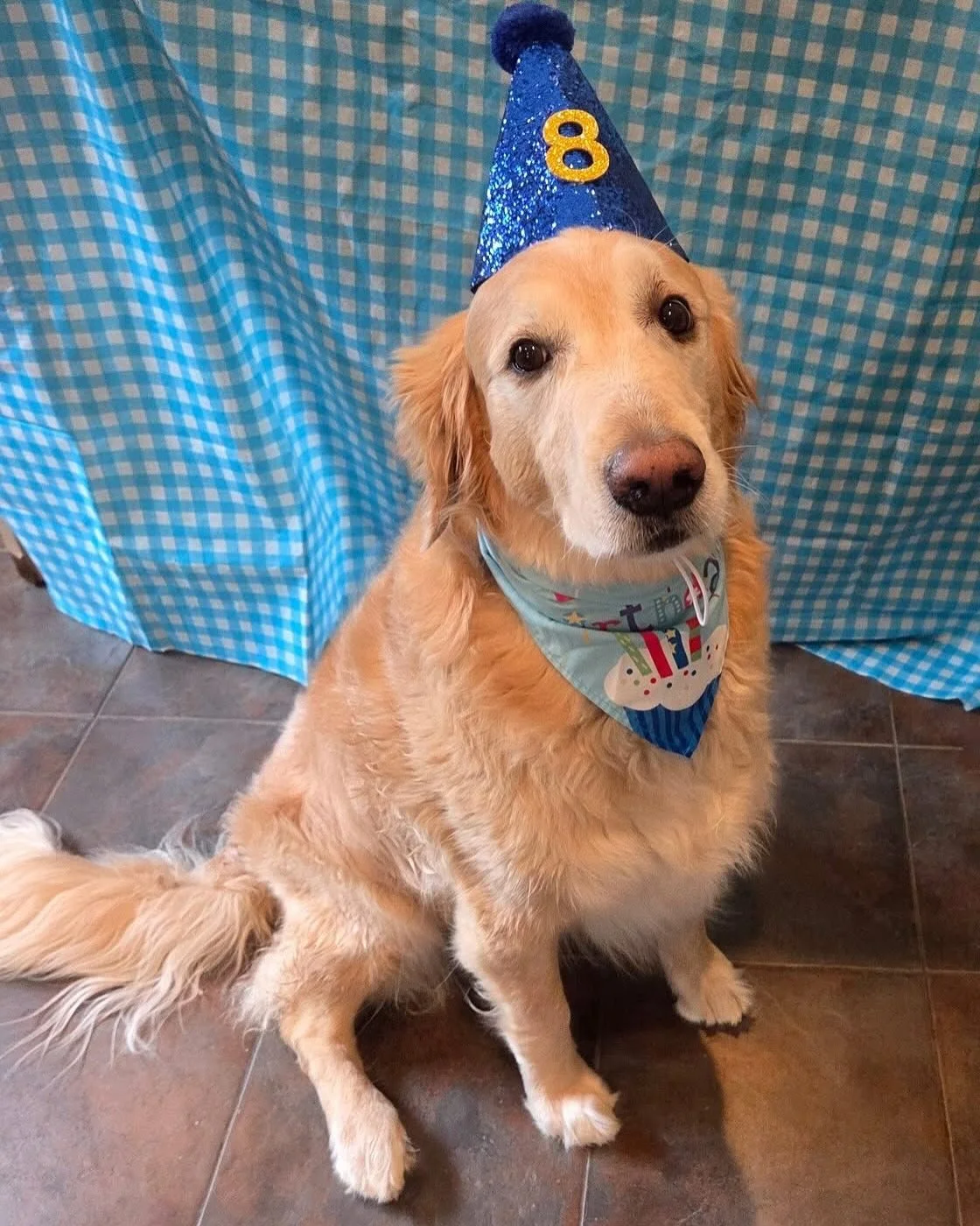 Happy 8th birthday, Tyrian!! Always such a good, sweet boy! We love you, T! #howlnwoofdogdaycare #dogsofatx #howlnwoofdogs