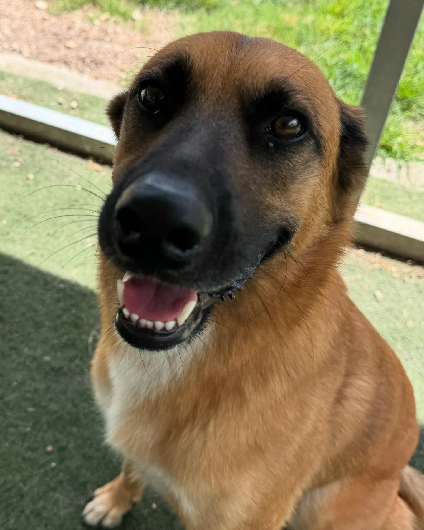 Mojo is having a great first day with his new friends!! #howlnwoofdogdaycare #dogsofatx #howlnwoofdogs