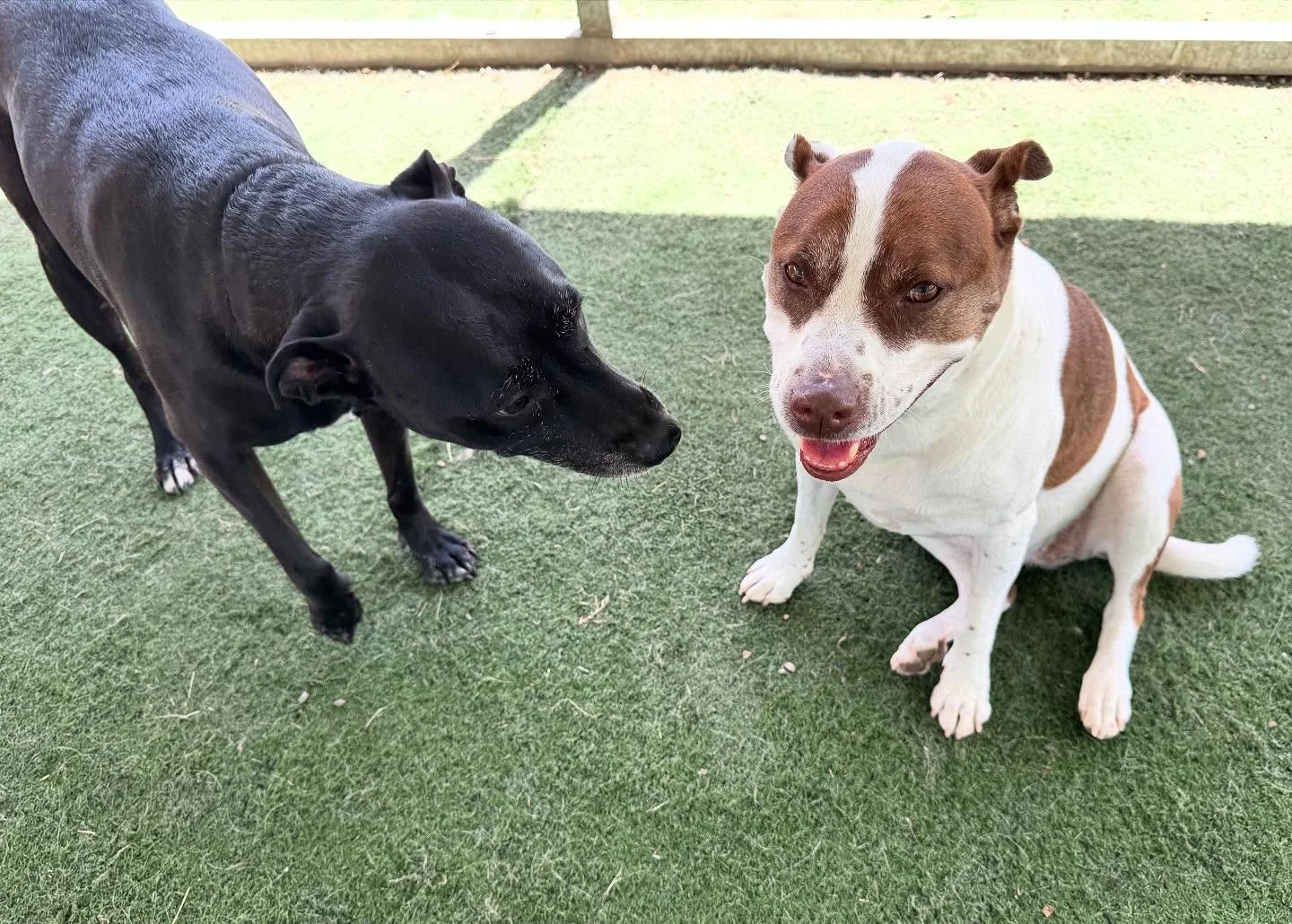 BEST FRIENDS FOREVER!! #howlnwoofdogdaycare #dogsofatx #howlnwoofdogs