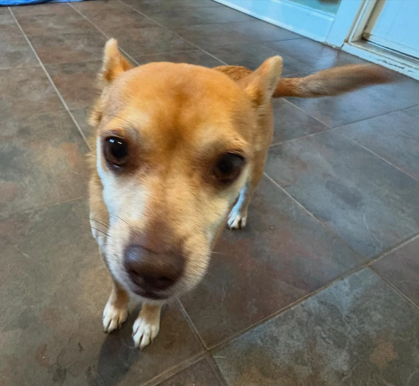 Look at this cute face and tiny toes 🥰 #howlnwoofdogdaycare #dogsofatx #howlnwoofdogs