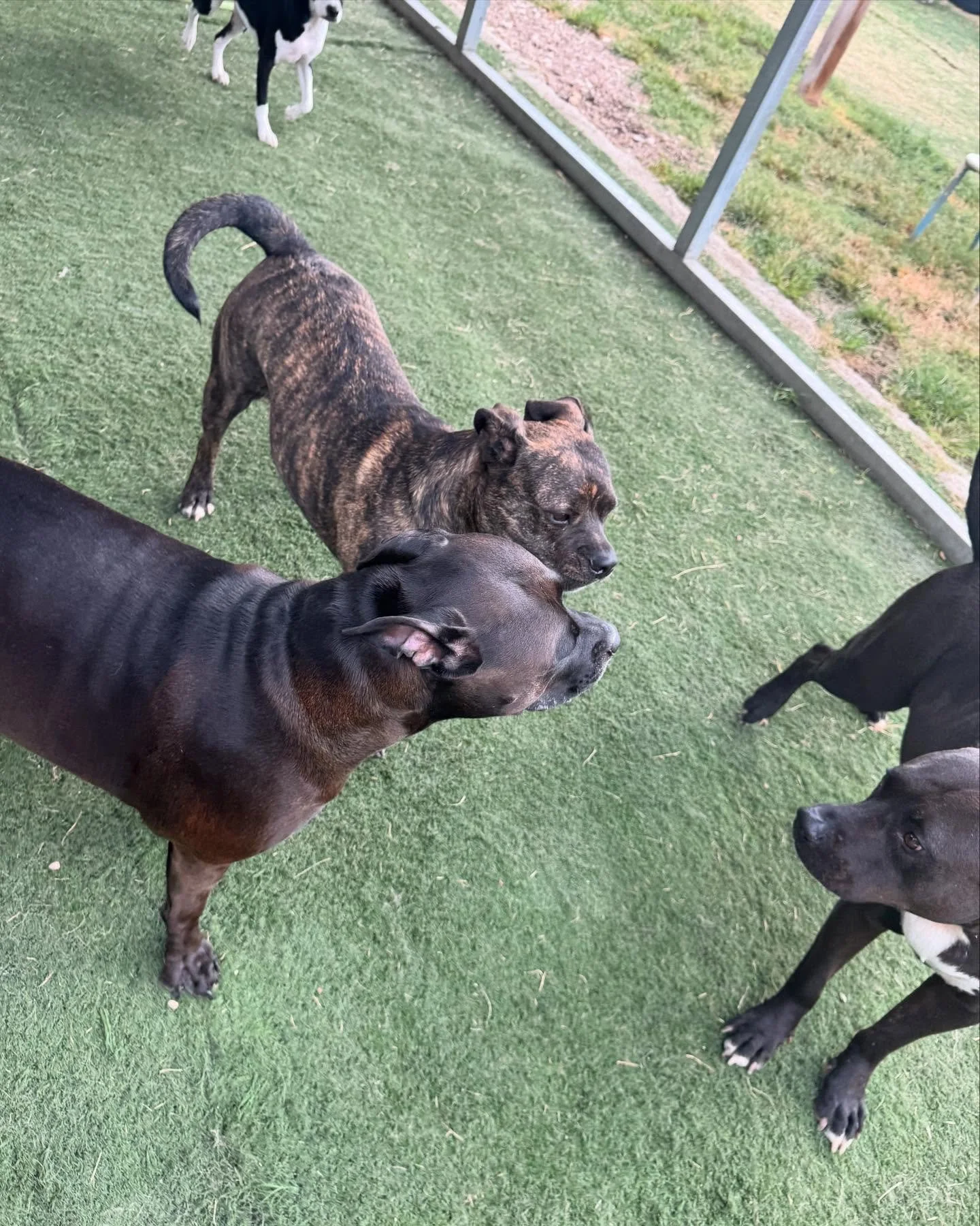 So many fun happy puppers today! #howlnwoofdogdaycare #dogsofatx