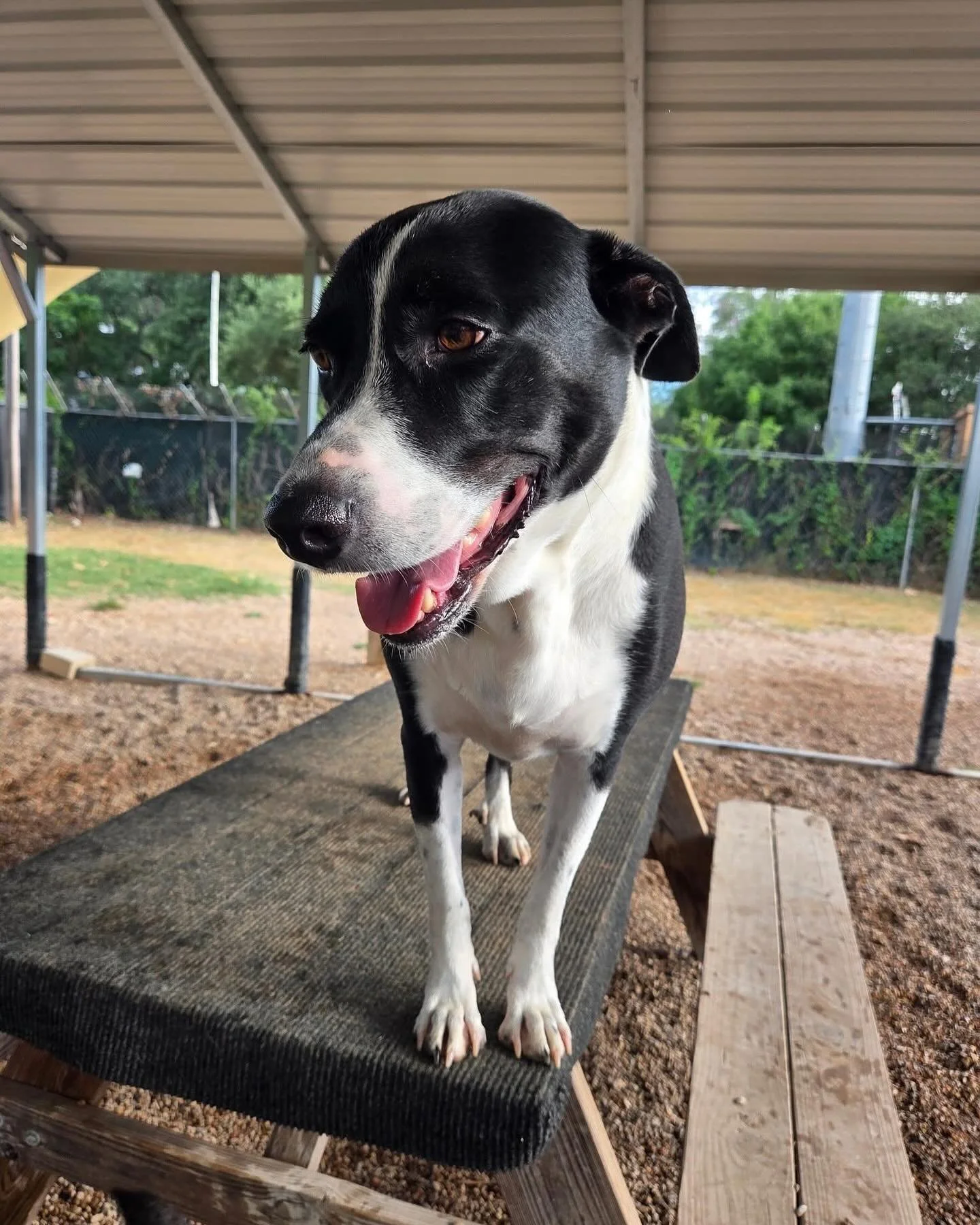 Look at these beautiful faces! #howlnwoofdogdaycare #dogsofatx