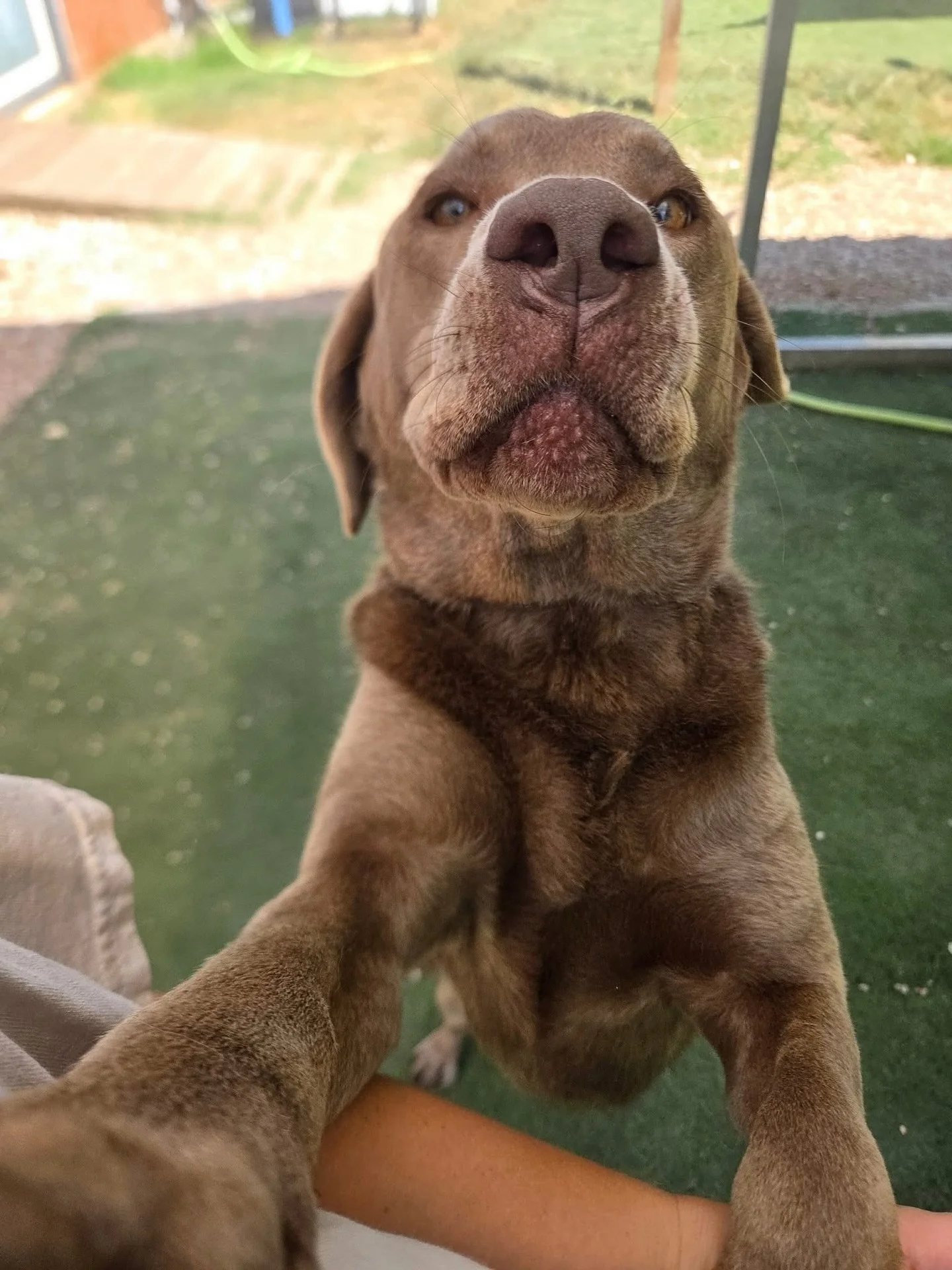 Biiiig hugs 🥰

#howlnwoofdogdaycare #dogdaycare #dogsofinstagram #dogsofatx #austintexas