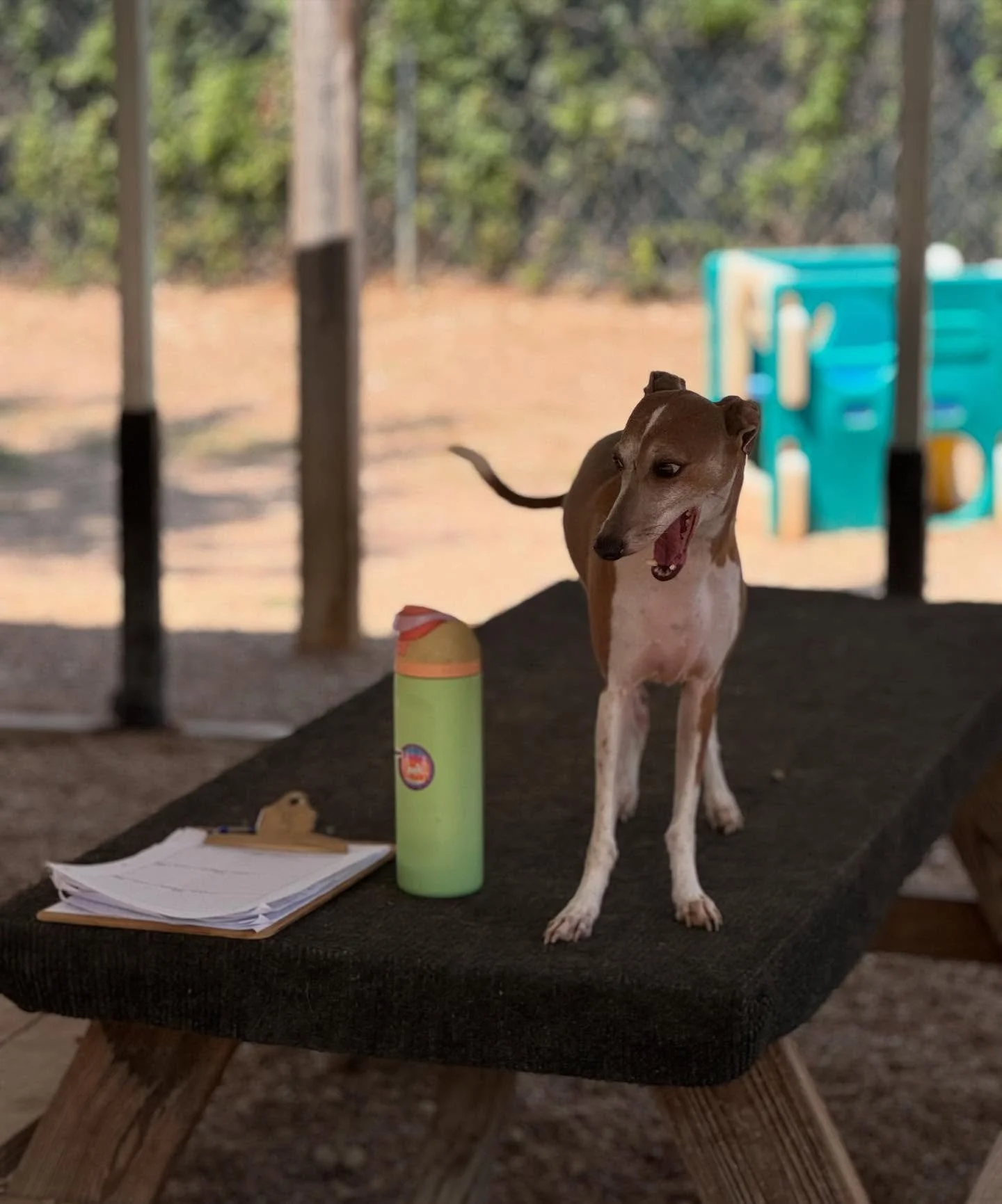Chester&rsquo;s like &ldquo;OMG, I love the colors of that Owala bottle!&rdquo; 🤣 such a sweet boy, and what a great coach helper today!!! #howlnwoofdogdaycare #dogsofatx