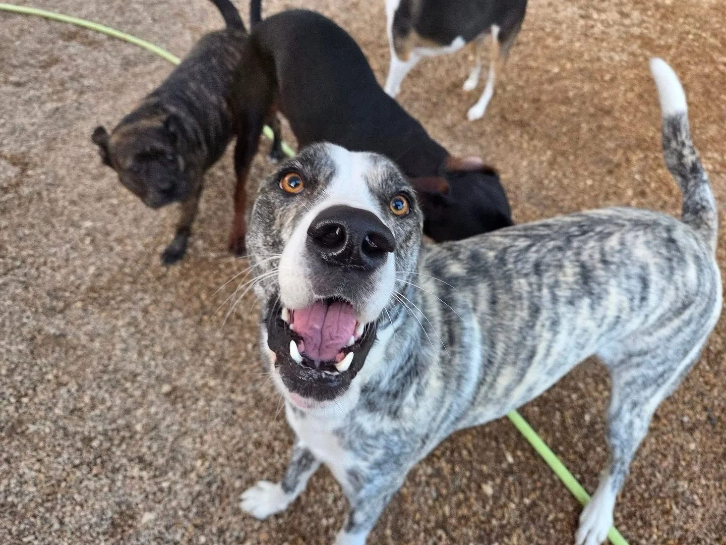 Beautiful smiles! 😁

#howlnwoofdogdaycare #dogdaycare #dogsofinstagram #dogsofatx #austintexas