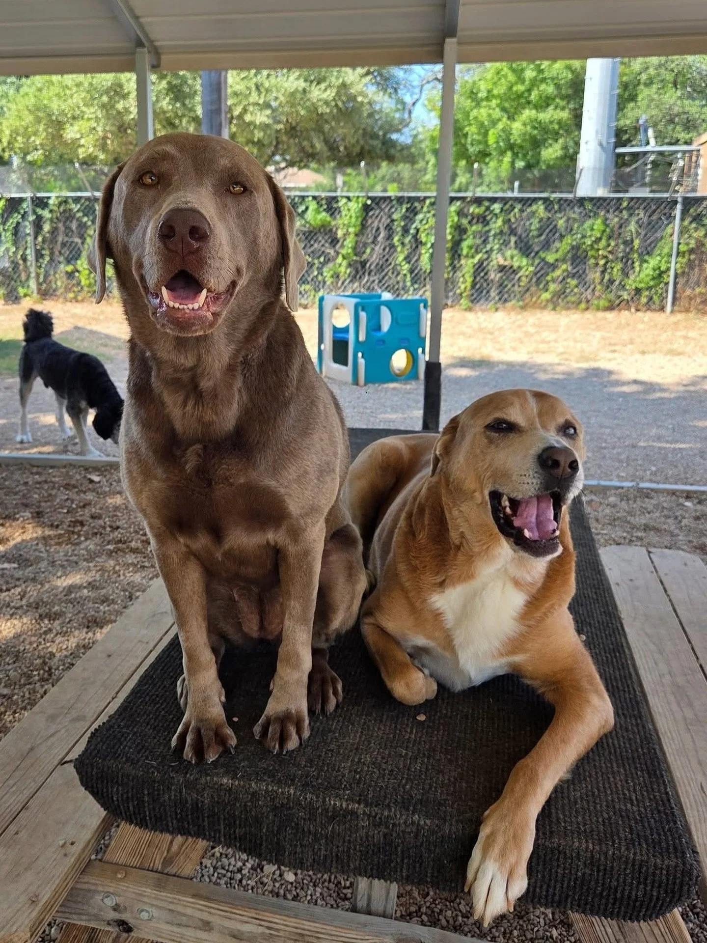 Happy Friday everyone! 🎉

#howlnwoofdogdaycare #dogdaycare #dogsofinstagram #dogsofatx #austintexas