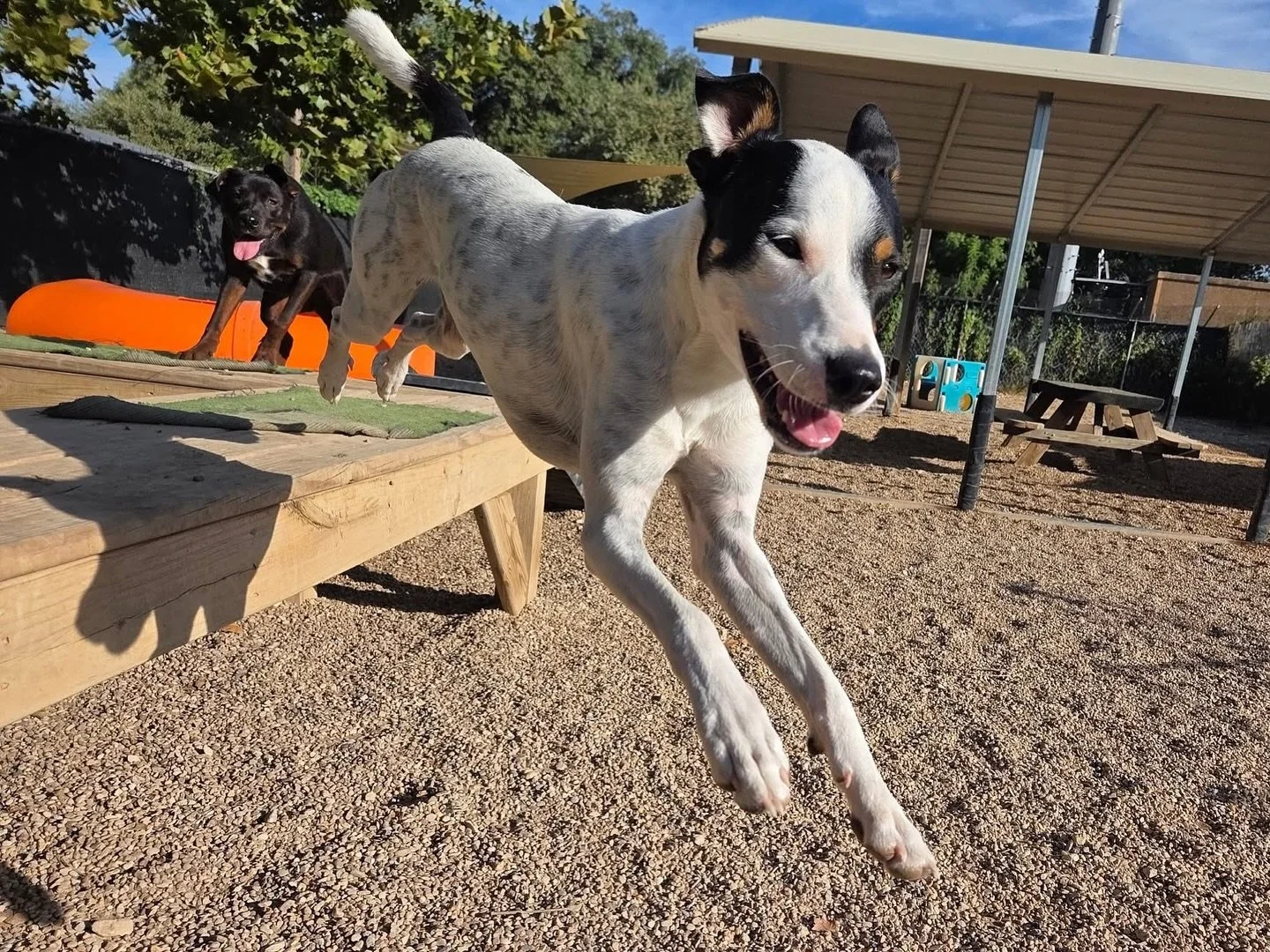 Hopping into another great week! Happy Monday! 😎

#howlnwoofdogdaycare #dogdaycare #dogsofinstagram #dogsofatx #austintexas