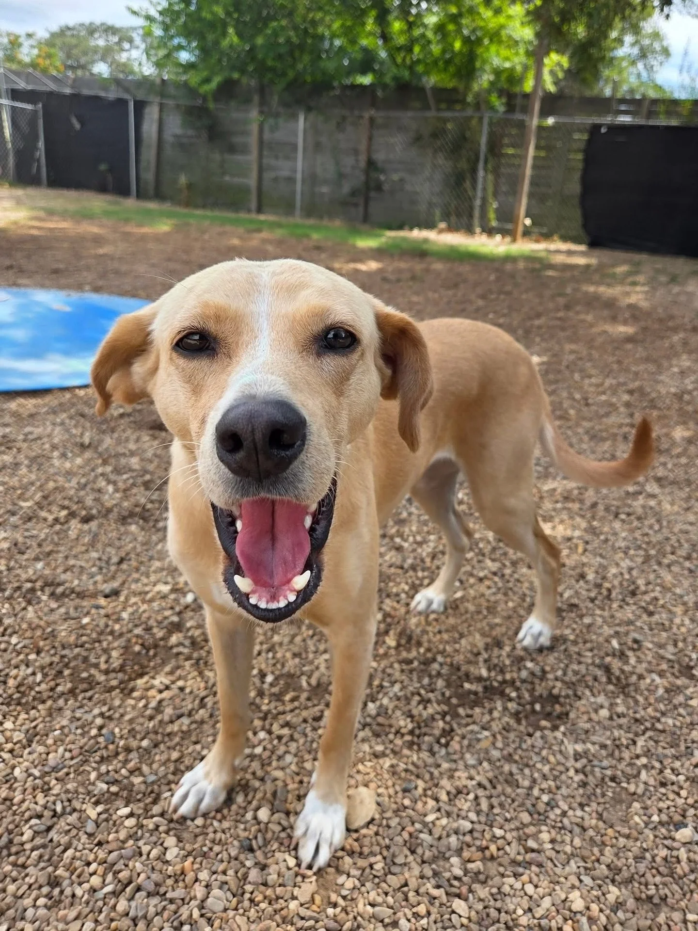Happy faces! 😁

#howlnwoofdogdaycare #dogdaycare #dogsofinstagram #dogsofatx #austintexas