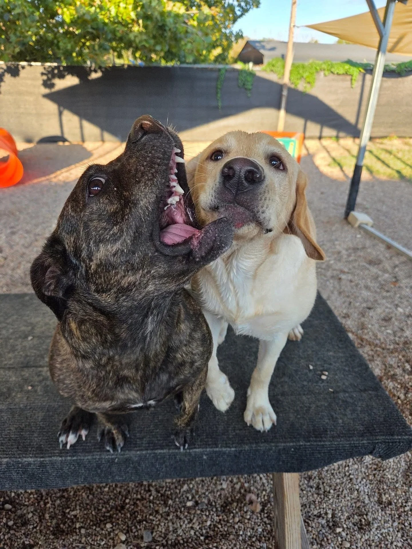 Chompin&rsquo; and rompin&rsquo; 🦈

#howlnwoofdogdaycare #dogdaycare #dogsofinstagram #dogsofatx #austintexas