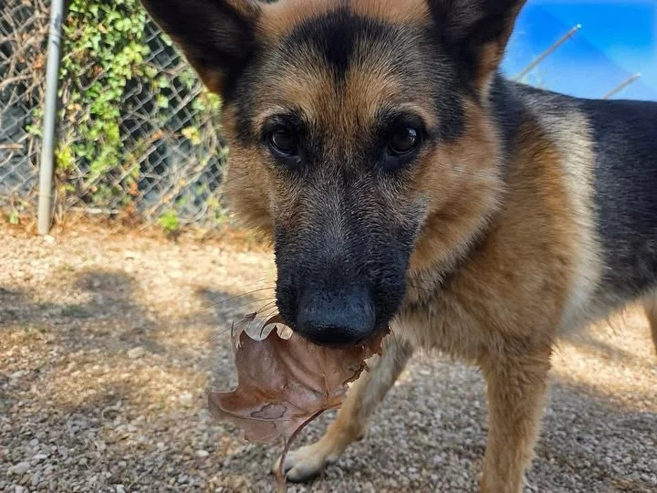 Happy Fall y&rsquo;all! 🍁

#howlnwoofdogdaycare #dogdaycare #dogsofinstagram #dogsofatx #austintexas