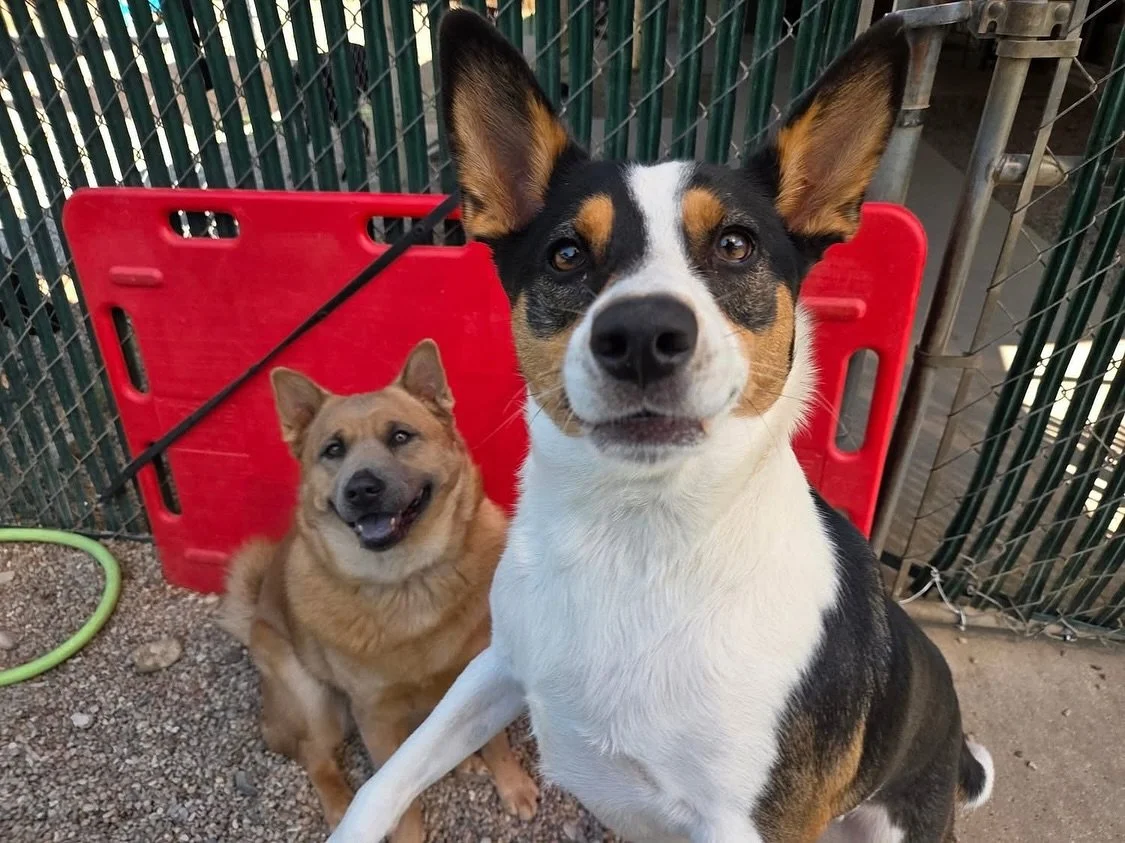 Jumping for joy because it&rsquo;s finally Friday! 🥳

#howlnwoofdogdaycare #dogdaycare #dogsofinstagram #dogsofatx #austintexas