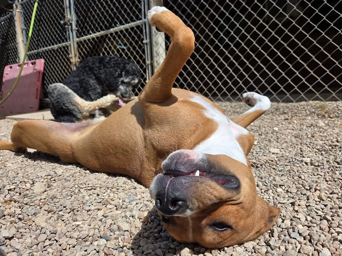 Another week in puppy paradise ☀️

#howlnwoofdogdaycare #dogdaycare #dogsofinstagram #dogsofatx #austintexas