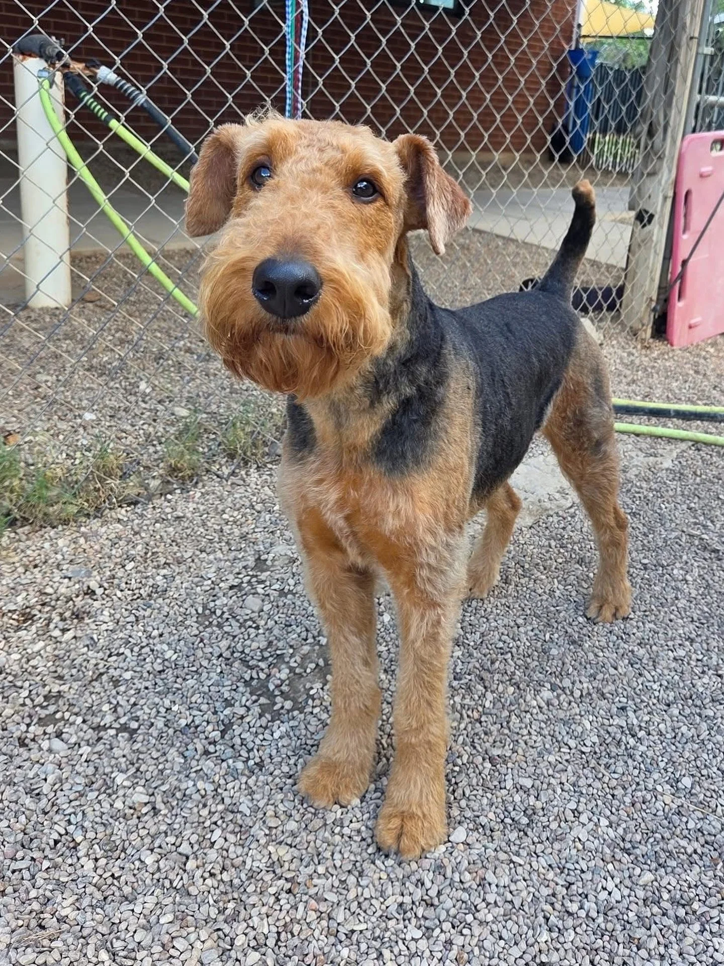 So many good girls and boys 🥰

#howlnwoofdogdaycare #dogdaycare #dogsofinstagram #dogsofatx #austintexas