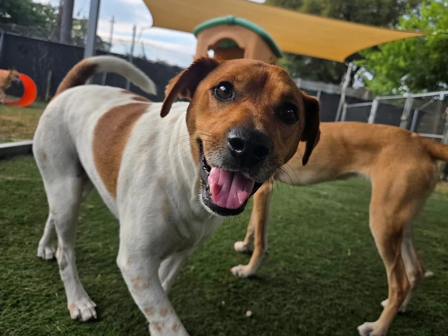 Sun&rsquo;s out, tongues out 😋🐾

#howlnwoofdogdaycare #dogdaycare #dogsofinstagram #dogsofatx #austintexas