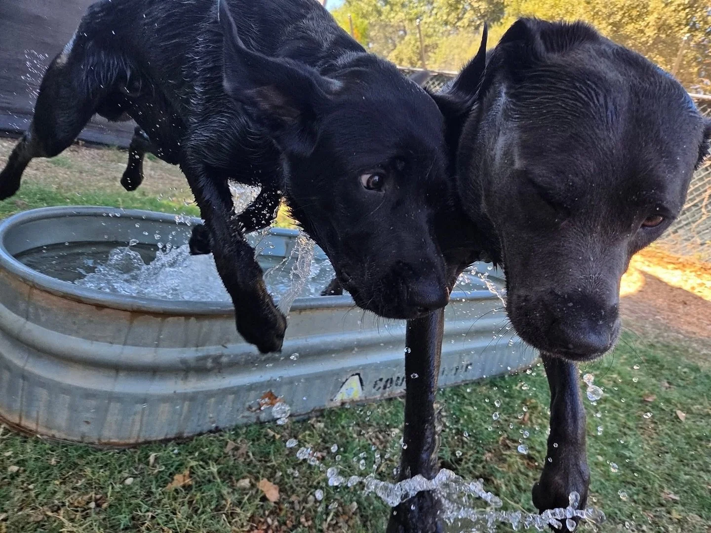 Ending the week with a splash! 💦🐕

#howlnwoofdogdaycare #dogdaycare #dogsofinstagram #dogsofatx #austintexas