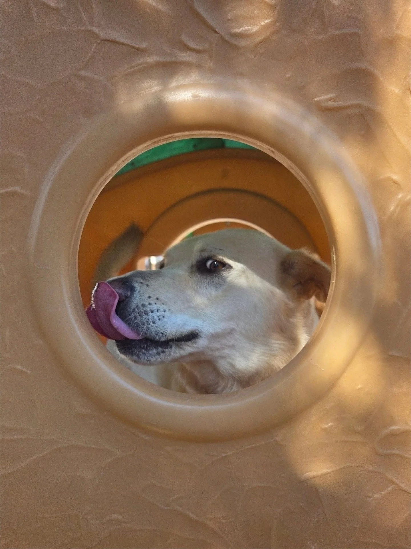 Peek-a-boo! Happy Monday! 👀☀️

#howlnwoofdogdaycare #dogdaycare #dogsofinstagram #dogsofatx #austintexas