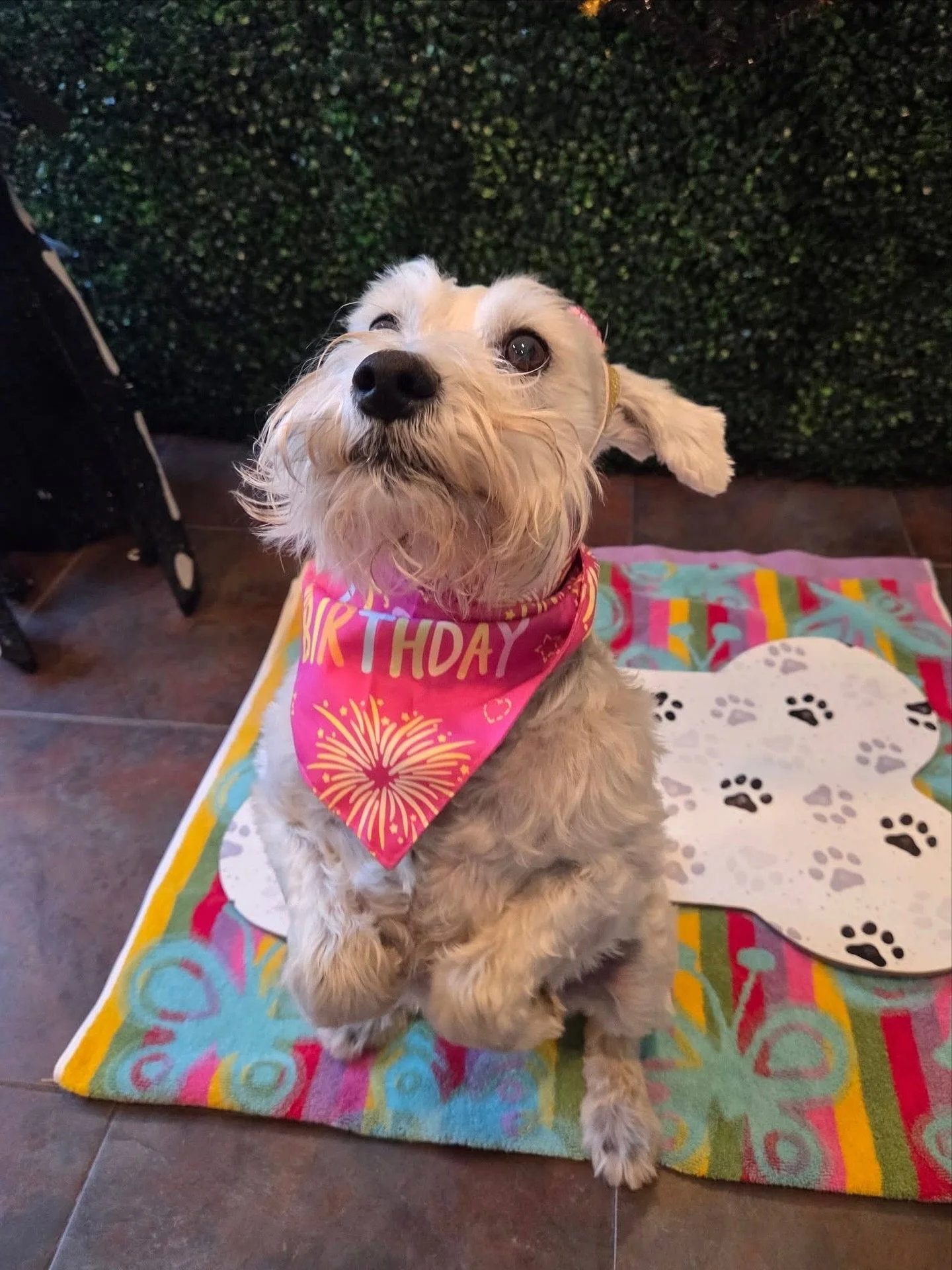 Sitting pretty on this lovely Tuesday 🌸

#howlnwoofdogdaycare #dogdaycare #dogsofinstagram #dogsofatx #austintexas