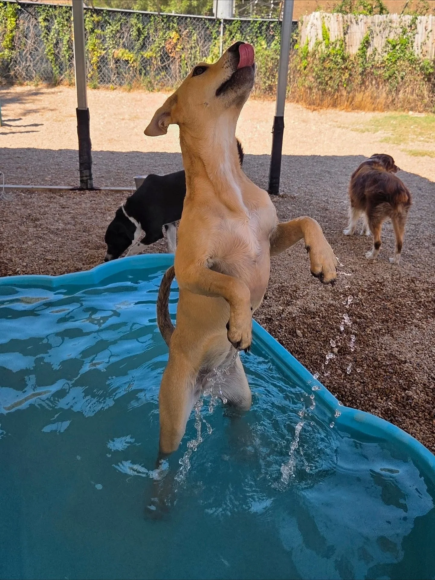 There&rsquo;s never a dull moment at daycare! 🤪

#howlnwoofdogdaycare #dogdaycare #dogsofinstagram #dogsofatx #austintexas
