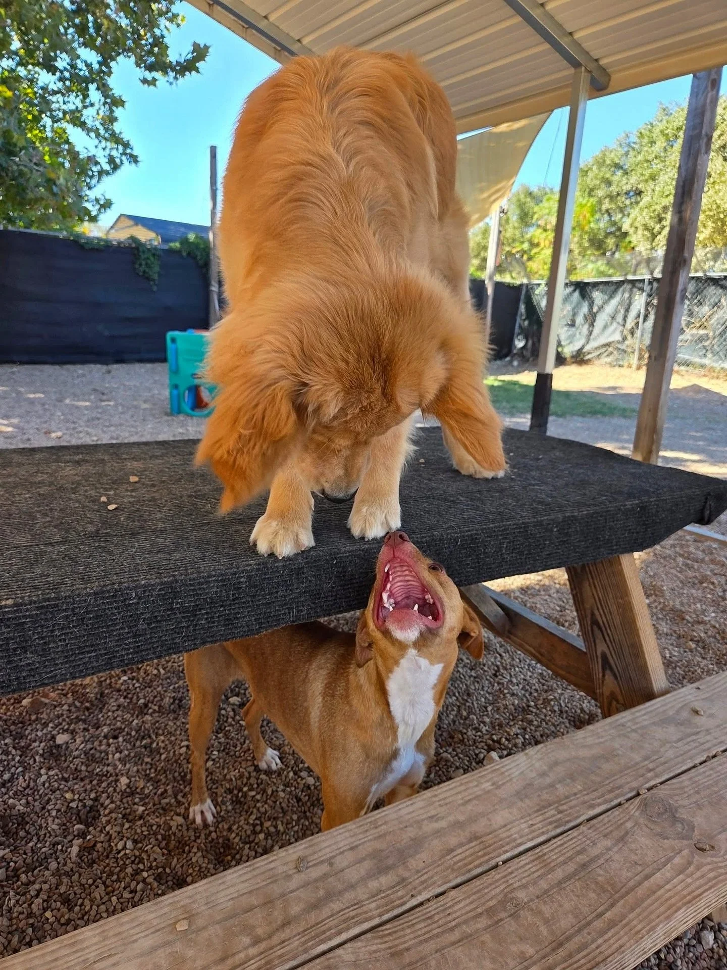 Happy Friday! 🤩

#howlnwoofdogdaycare #dogdaycare #dogsofinstagram #dogsofatx #austintexas